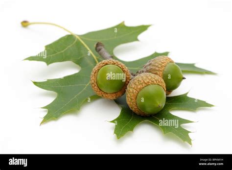 Northern red oak quercus borealis hi-res stock photography and images ...