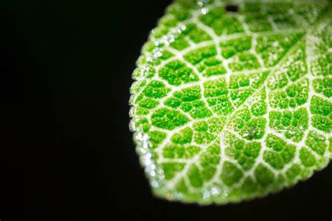 Photosynthesis Stock Photos Pictures And Royalty Free Images Istock