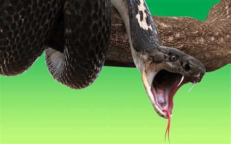 Snakeకింగ్ కోబ్రాలకు మానవుని ఆ పార్ట్ అంటే చాలా ఇష్టమట King Cobras