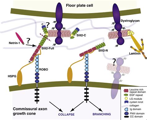 Dystroglycan Adds More Sugars To The Midline Cocktail Neuron