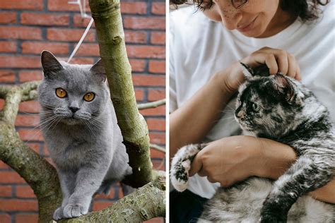 How Do Indoor Cats Get Fleas Explained By An Expert Vet Bored Panda