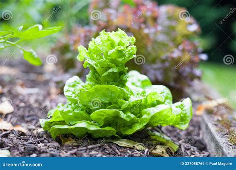 Lettuce Bolting Plant Growing In A Vegetable Bed In A Uk Garden Stock