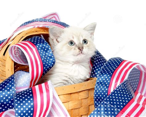 Pictures Of Fourth Of July Kittens Cute Kitty 4th Of July