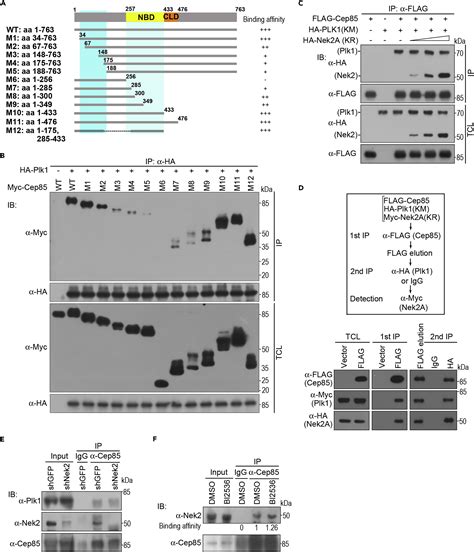 Cep85 Relays Plk1 Activity To Phosphorylated Nek2a For Its Timely