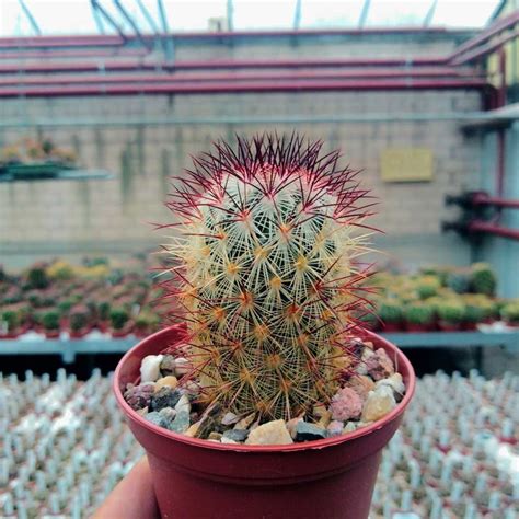 Mammillaria Microhelia Uhlig Kakteen More Than 5000 Different Species