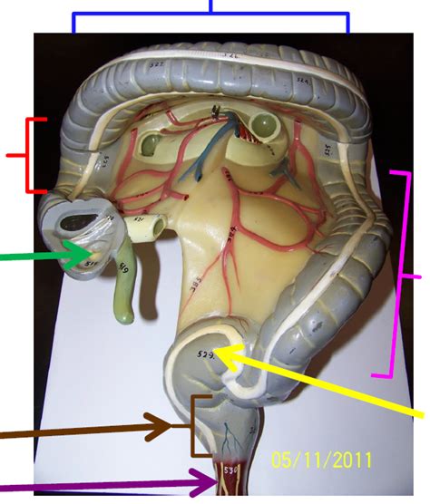 Lab Digestive System Colon Diagram Diagram Quizlet