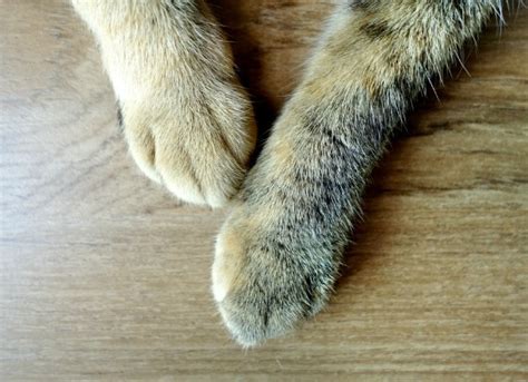 Cat Limping Back Leg Swollen Romona Weathers