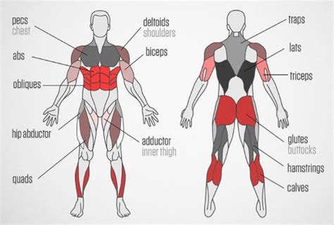 Diagram Of Glutes And Hamstrings Gluteus Maximus Wikipedia The