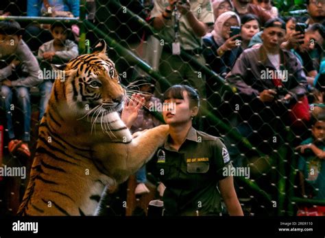 Sumatra Tiger Attractions Entertain Visitors At Taman Safari Bogor