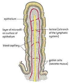 Topic 6 Human Physiology Flashcards Quizlet