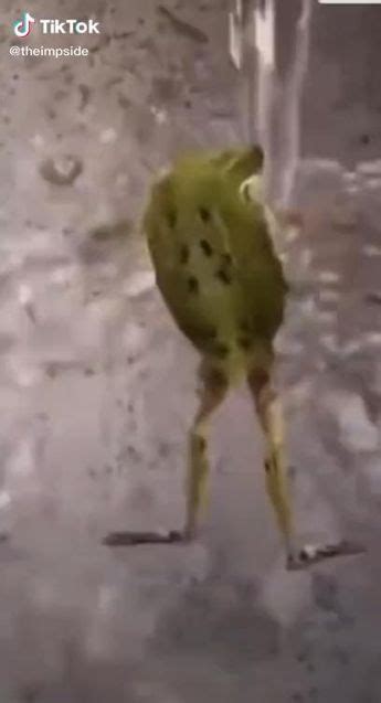 Pin by Ангелина Мурадымова on супер жорик | Funny animal videos, Funny ...