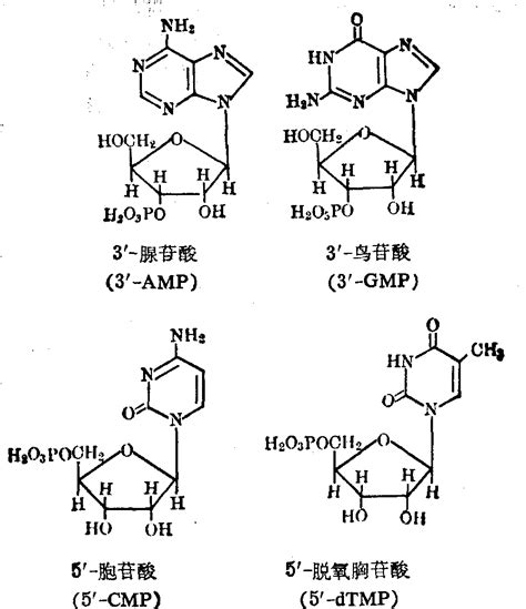 核苷酸 基础医学 医学