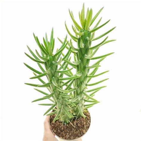 Opuntia Subulata 14 Cm Cactaceae Giromagi Vendita Piante Grasse
