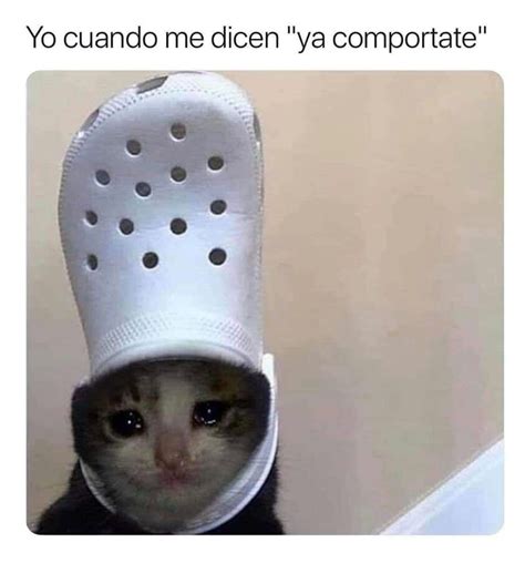 Meme De Gato Llorando ~ Llorando Esos Bodrumwasurt