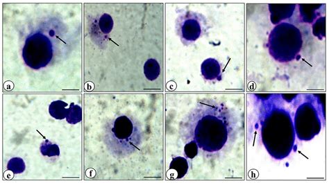 Representative Photomicrographs Of Bone Marrow Cells Of Mice Showing