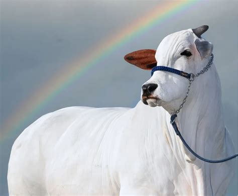 A Rotina Da Vaca Brasileira Que A Mais Valiosa Do Mundo Jornal Pequeno