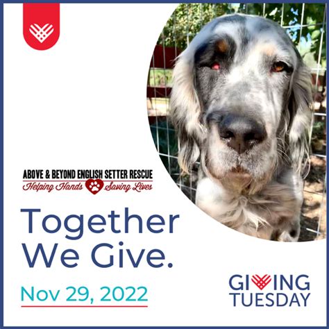 Give Tues Above And Beyond English Setter Rescue