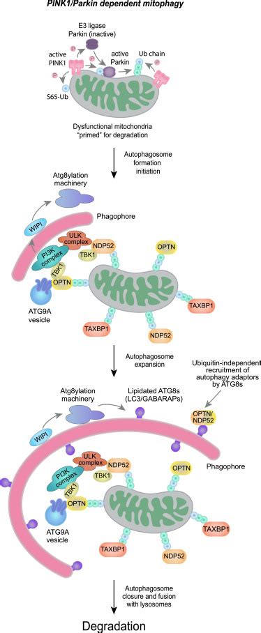 Mitochondrial Degradation Mitophagy And Beyond Molecular Cell