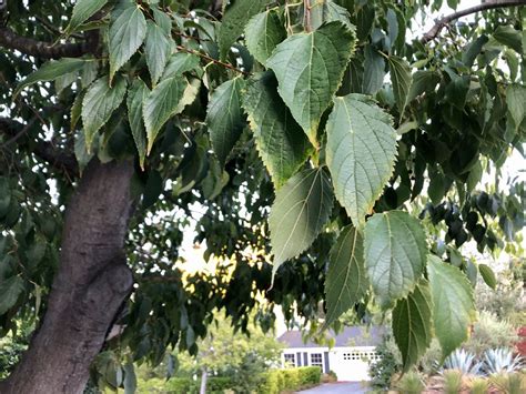 Celtis australis, European hackberry | Trees of Stanford & Environs