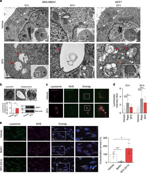 Sfx Induces Fusion Of Mve With Lysosomes In Breast Cancer Cells A Tem