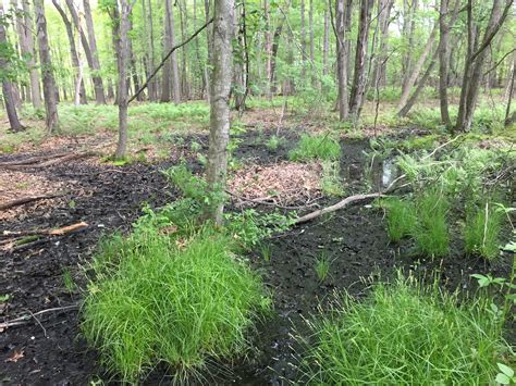 Tamarack Trees Were Highlight Of Kent Bog Trip 2 The Hudson Garden Club