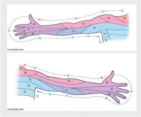 Ms Upper Limb Brachial Plexus Myotomes Dermatomes Pectoral Girdle