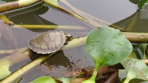 Mais de mil filhotes de tartarugas e tracajás são integrados à natureza