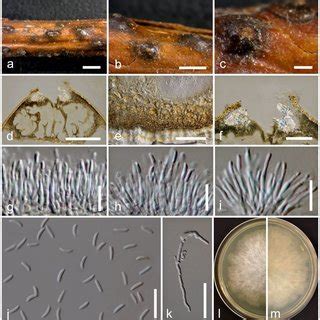 Cytospora Parasitica On Malus Domestica Borkh Mflu A