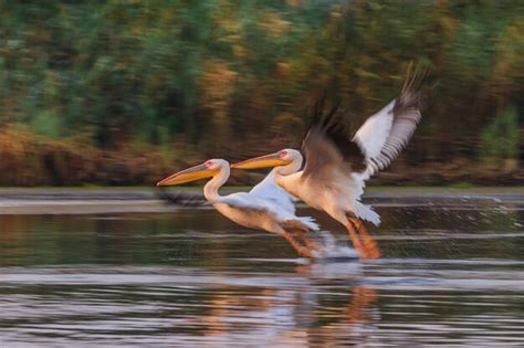 Pel Canos Blancos Pelecanus Onocrotalus Foto Premium