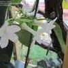 Stephanotis Species Bridal Wreath Hawaiian Wedding Flower Madagascar