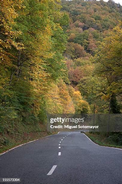 123 White Oak Forest Stock Photos High Res Pictures And Images