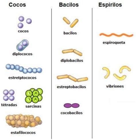 Dibujo De Clasificaci N De Las Bacterias Seg N Su Forma Brainly Lat