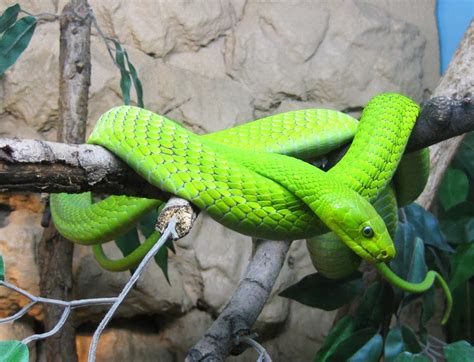 Eastern Green Mamba Pets