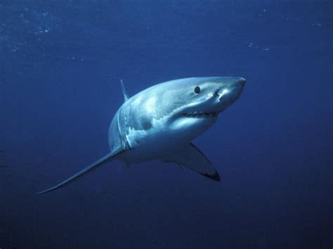 Great White Sharks | Species | WWF