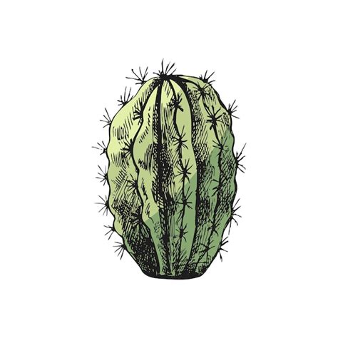 Esbozo Vectorial De Color Dibujado A Mano De Un Cactus Elemento Aislado