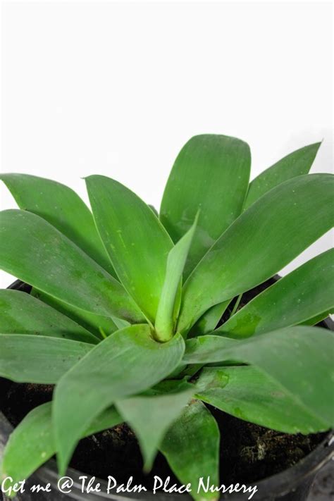 Agave Agave Attenuata 200mm