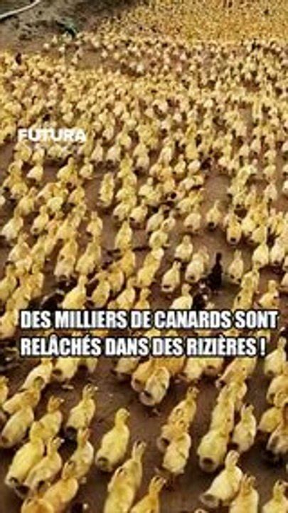 Pourquoi Des Milliers De Canards Sont Lach S Dans Les Rizi Res