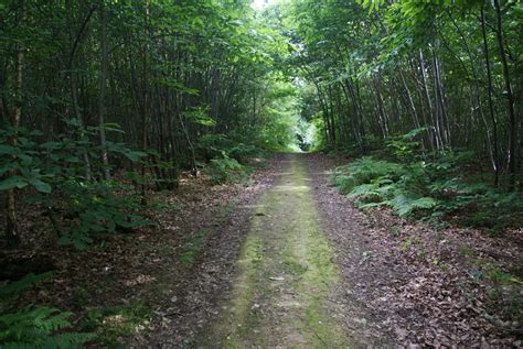 Track In Roundshill Park Wood Bill Boaden Cc By Sa Geograph