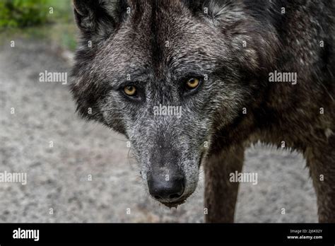 Black Northwestern Wolf Mackenzie Valley Wolf Alaskan Timber Wolf