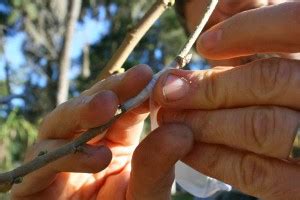 Grafting A Mulberry Tree The Survival Gardener