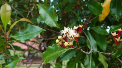 Nativa Da Indon Sia A Planta Arom Tica Costuma Florescer Durante A