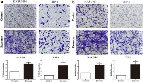 Exosomes From Bm Mscs Promote Acute Myeloid Leukemia Cell Proliferation