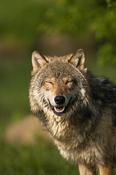 3,900+ Wolf Smile Stock Photos, Pictures & Royalty-Free Images - iStock