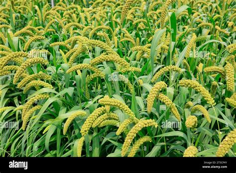 Foxtail Millet Seeds Hi Res Stock Photography And Images Alamy