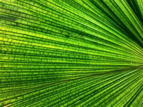 Premium Photo Full Frame Background Of Green Palm Leaf Texture