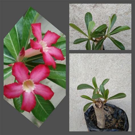 Calachuchi With Roots Adenium Obesum Shopee Philippines