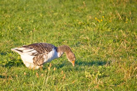 Goose on green farm meadow stock image. Image of background - 47704607