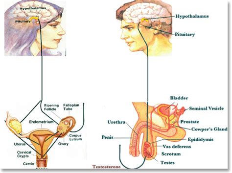 Sistema Nervioso Y Reproductivo Mind Map