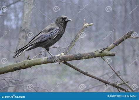 A Single Crow Sitting On Top Of A Street Light With White Clouds And