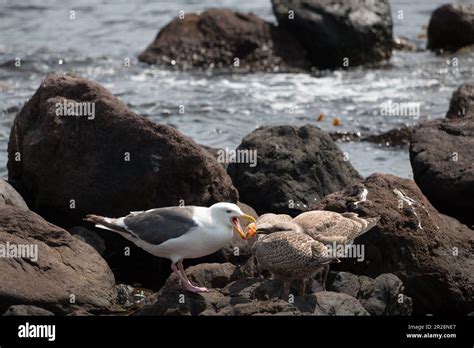 Adult Seagull Regurgitating Food To Feed Chicks Stock Photo Alamy